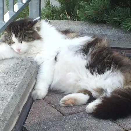 Διαμέρισμα Chasa Mundin *