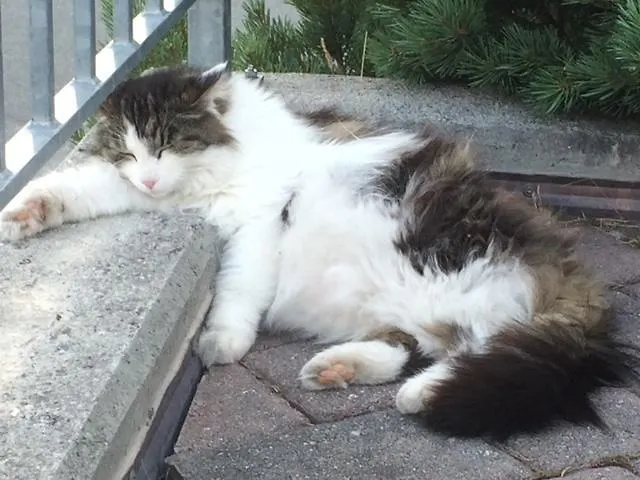 Apartamento Chasa Mundin *